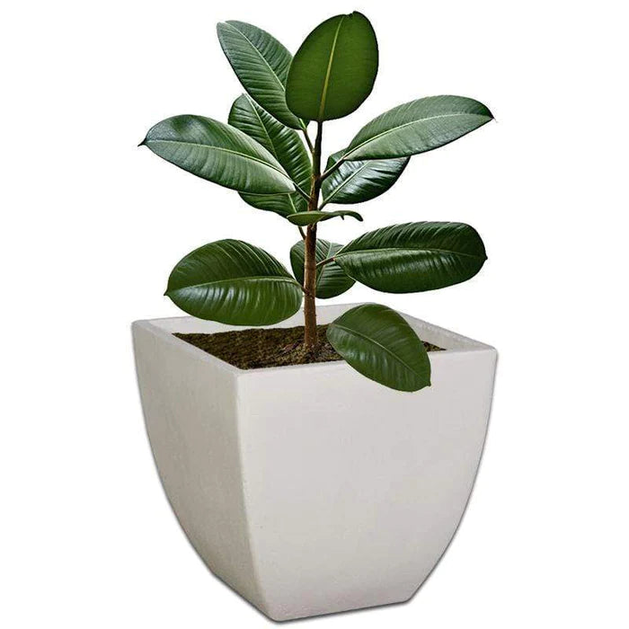 Bollivia Plant Pot