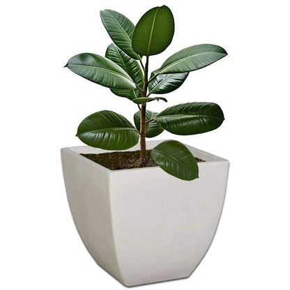 Bollivia Plant Pot