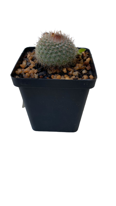 Cactus - 10cm Square (Assorted)