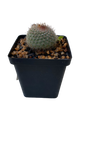 Cactus - 10cm Square (Assorted)