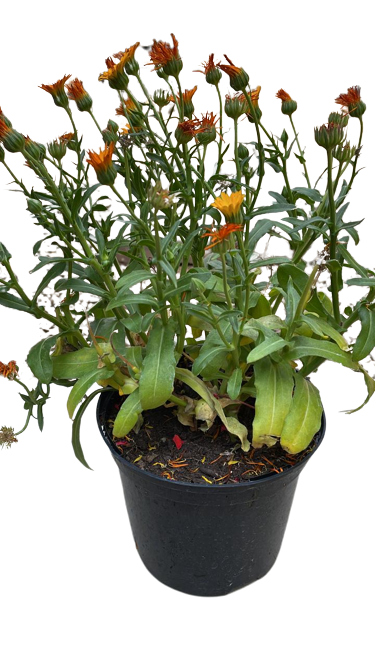 Calendula Officinalis 'Cheers' Orange - 15cm