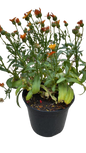 Calendula Officinalis 'Cheers' Orange - 15cm