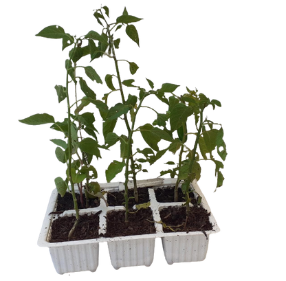 Chilli Serano 6 Pack Seedling Tray