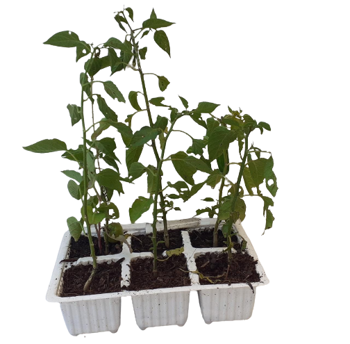 Chilli Serano 6 Pack Seedling Tray