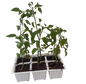 Chilli Serano 6 Pack Seedling Tray
