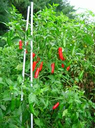 Chilli Serano 6 Pack Seedling Tray