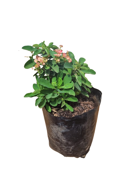 Euphorbia Milli (Christ Thorn) 10L