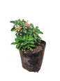 Euphorbia Milli (Christ Thorn) 10L