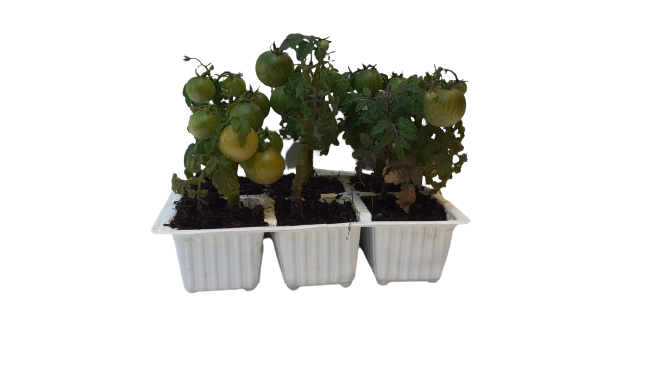 Cocktail Tumbler Tomato 6 Pack Seedling Tray