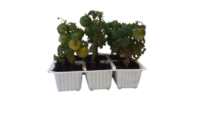 Cocktail Tumbler Tomato 6 Pack Seedling Tray