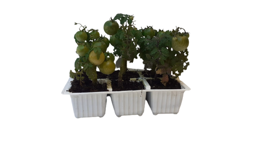 Cocktail Tumbler Tomato 6 Pack Seedling Tray