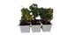 Cocktail Tumbler Tomato 6 Pack Seedling Tray
