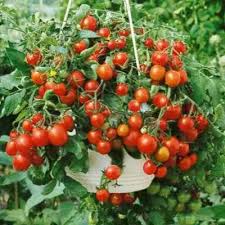 Cocktail Tumbler Tomato 6 Pack Seedling Tray