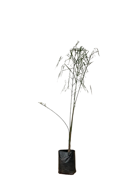 Syagrus Romanzoffiana (Cocos Plumosa) 20L