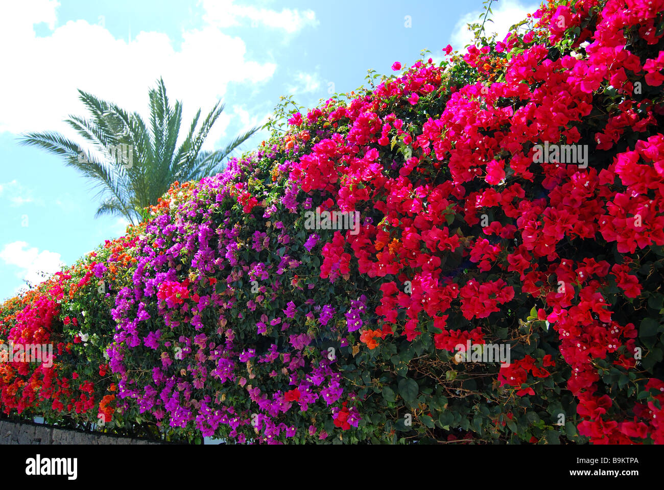 Bougainvillea assorted - 5L