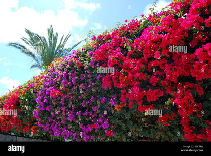 Bougainvillea assorted - 5L