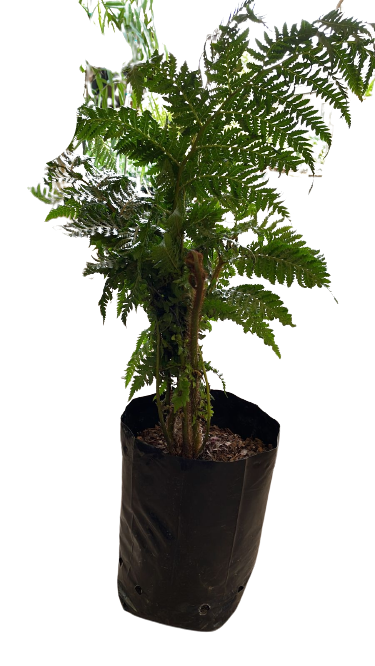 Cyathea Brownii 10L