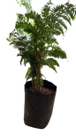 Cyathea Brownii 10L