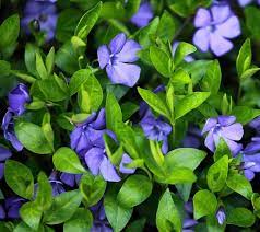 Vinca Minor 6 Pack Seedling Tray (Various Colours)
