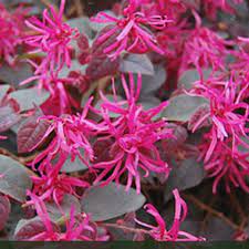 Loropetalum Chinensis -Pink 10L