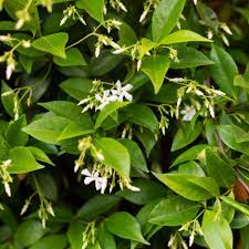 Star Jasmine 10L