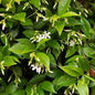 Star Jasmine 10L