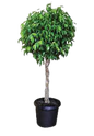 Ficus Benjamini - 25cm