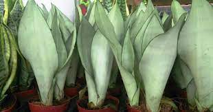 sansevieria moonglow Sansevieria Moonglow 25cm – Gardenvale