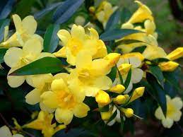 Gelsemium Sempervirens- Yellow Jasmine 10L