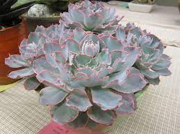 Echeveria Frilly