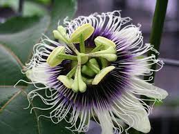 Passiflora Edulis Staked - Granadilla 17cm