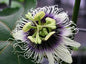 Passiflora Edulis Staked - Granadilla 17cm