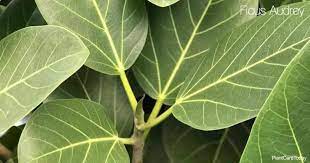 Ficus Elastica 'Audrey' - 19cm