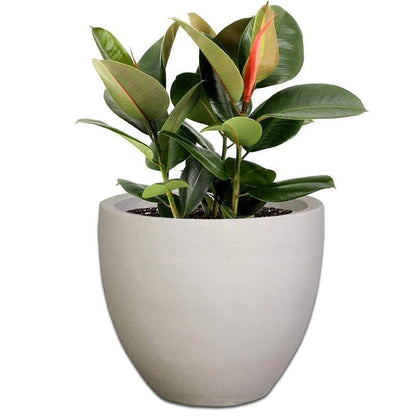Egg Plant Pot