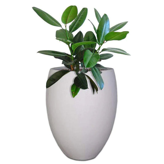 EGGIN PLANT POT - On Order