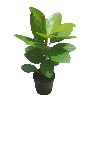 Ficus Elastica Yellow Gem 19cm