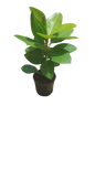 Ficus Elastica Yellow Gem 19cm