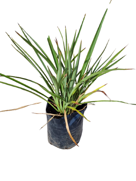 Flax Green 10L