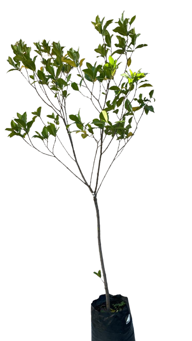 Gardenia Belmont Tall Std - 10L