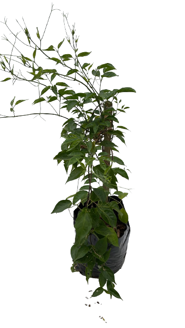 Pyrostegia Venusta(Golden Shower) - 10L