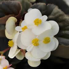 Begonia Baby Wing White 17 cm
