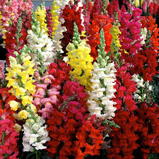 Anterrhinum (Snapdragon) 6 Pack Seedling Tray