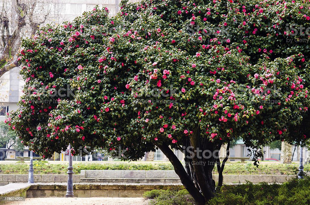 Camellia Japonica Various Colors - 10L