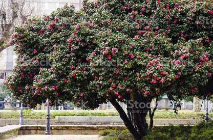 Camellia Japonica Various Colors - 10L
