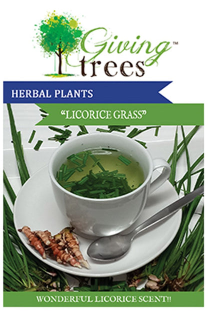Herb - Licorice Grass 15cm