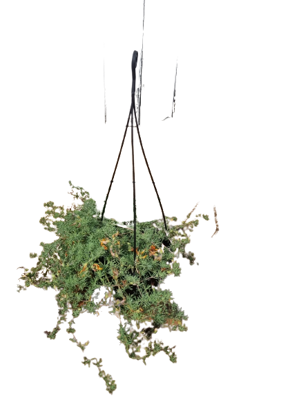 Lotus Berthelotii Orange Hanging Basket - 20CM