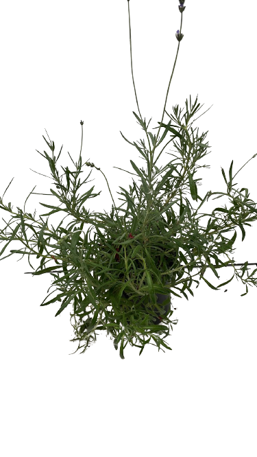 Lavender Margret Roberts - 17CM