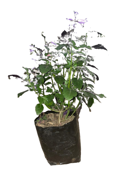 Plectranthus Mona Lavender 4L