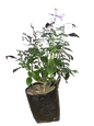 Plectranthus Mona Lavender 4L
