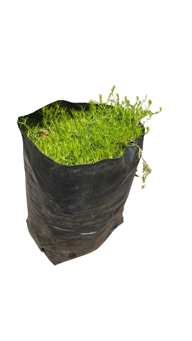 Sagina Subulata (Irish moss) 1.5L